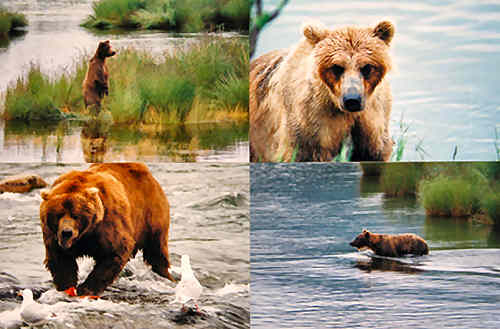 Mary Karam Gallary photographs bears
